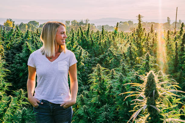Young Adult Female Looks Across a Field of Mature Herbal Cannabis Plants at a CBD Oil Hemp Marijuana Farm in Colorado stock photo
