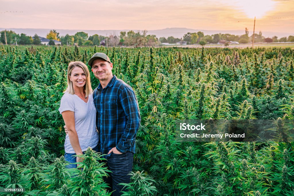 Happy Healthy Cute Young Adult Couple Standing Together In a Field of Herbal Cannabis Plants at a CBD Oil Hemp Marijuana Farm in Colorado Herbal Cannabis Plants at a CBD Oil Hemp Marijuana Farm in Colorado Cannabis Plant Stock Photo