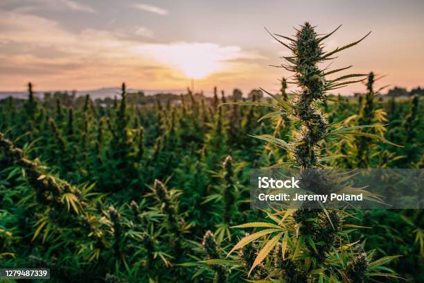 Tall Stock Of A Mature Herbal Cannabis Plant Ready For Harvest At A Cbd Oil Hemp Marijuana Farm In Colorado Stock Photo - Download Image Now