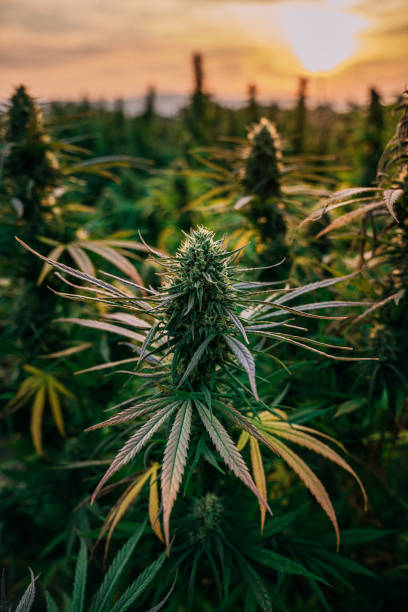 Sunset Close-Up Shot of Mature Harvest Ready Herbal Cannabis Plant Leaves at a CBD Oil Hemp Marijuana Farm in Colorado stock photo