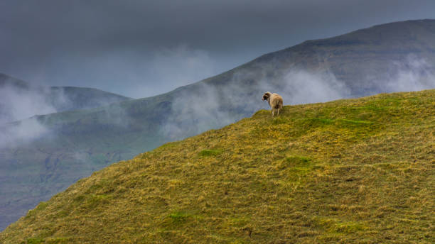 istock rugged landscape in Faroe Islands 1279488397