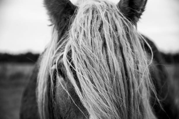 istock The beautiful Danish horse 1279489505