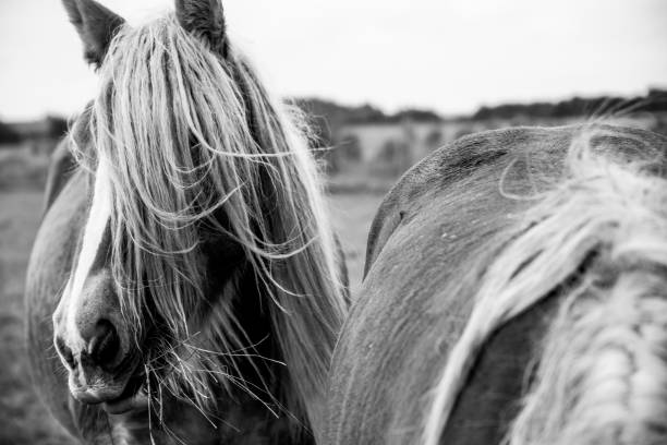 istock The beautiful Danish horse 1279489507
