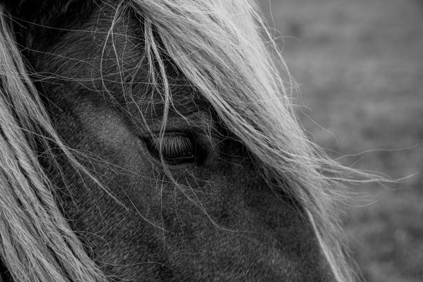 istock The beautiful Danish horse 1279489510