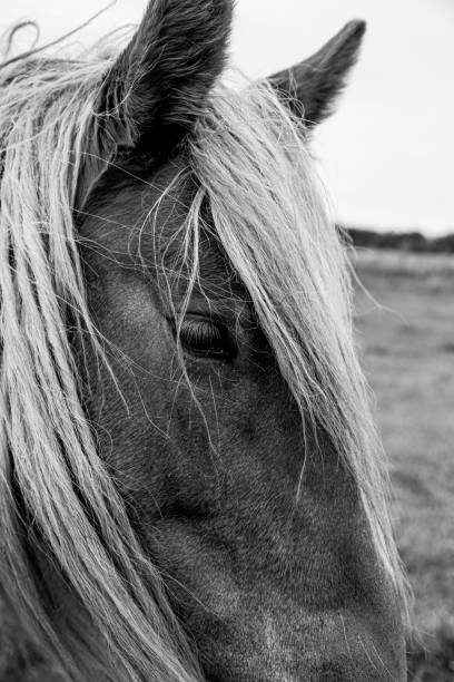 istock The beautiful Danish horse 1279489514
