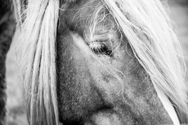 istock The beautiful Danish horse 1279489520