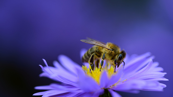 Close up of a single honey bee feeding on a blue cornflower with shallow depth of field