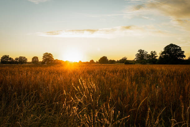 istock The sun setting above a golden field in Semlin, Brandenburg 1279489663