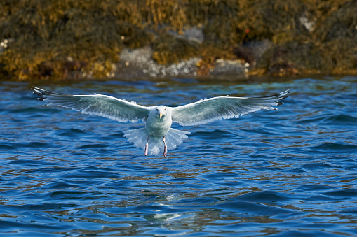 Seagull at the North Sea