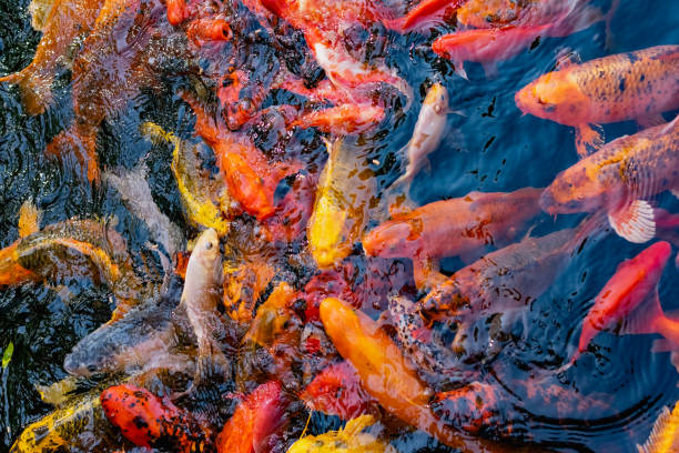istock Very beautiful pond with goldfish. Koi carp - colorful decorative fish for decorating artificial reservoirs. Rich colors, individuals of different sizes among water, 1279491223