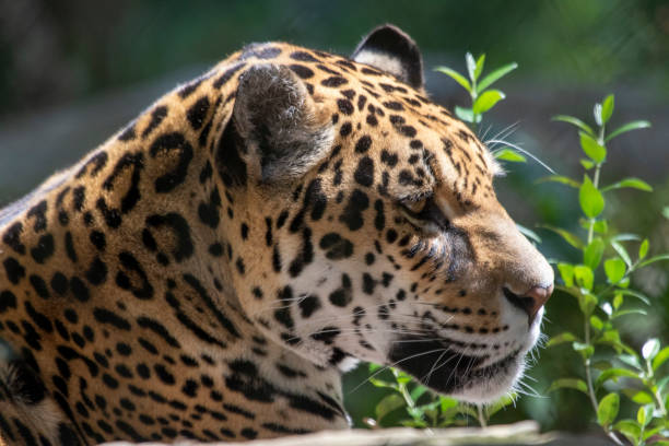 istock headshot of a jaguar mammal 1279491256