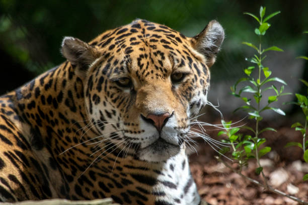 istock headshot of a jaguar mammal 1279491261