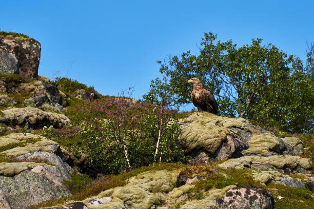 istock a fully grown european white-tailed eagle sits on a rock 1279491405