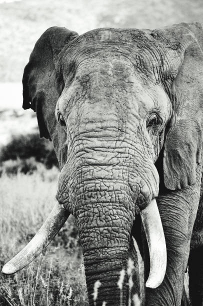 istock Close-up of African elephant 1279492685