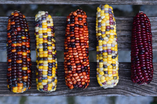 장식 용 옥수수의 다채로운 코브는 위에서 촬영하고 나무 후자에 누워 - corn on the cob corn dry dried food 뉴스 사진 이미지