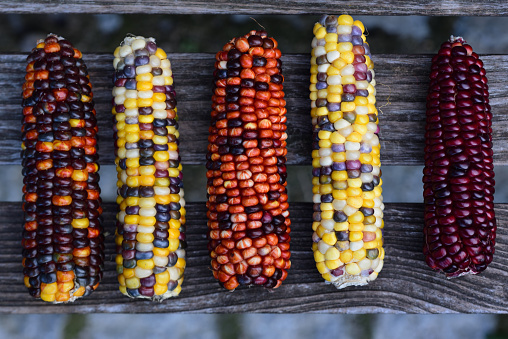 Colorful cob of ornamental corn are photographed from above and lie on wooden latters