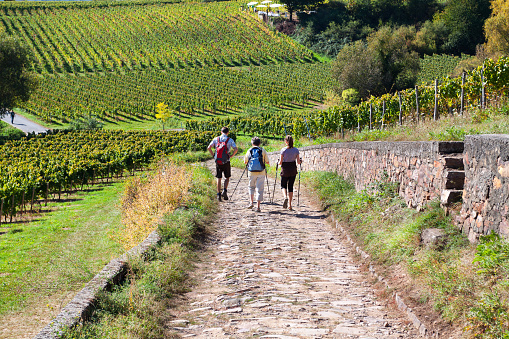 Three people are hiking on pathway on Johannisberg through vineyards in autumn season. Pathway is leading up and down through hills and vineyards near castle Vollrads