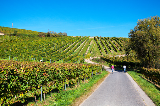Adult caucasians are walking on road on Johannisberg with vineyards in Rheingau at sunny autumn day. In center are two people, a man and a woman. In far background sme more people are walking