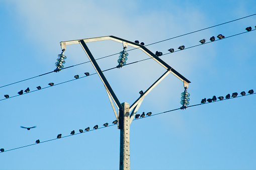 Group of starlings perching on wires, one flying, electricity pylon, clear blue sky background.  Galicia, Spain.