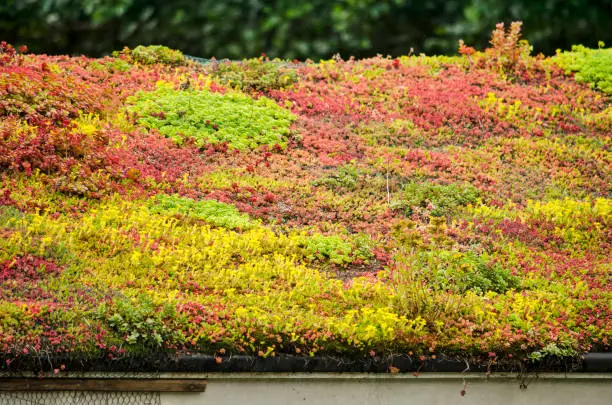 Vegetated sloping roof with sedum in vibrant yellow, red and green