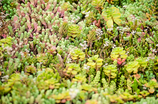 Close-up of the sedum plants on a vegetated roof