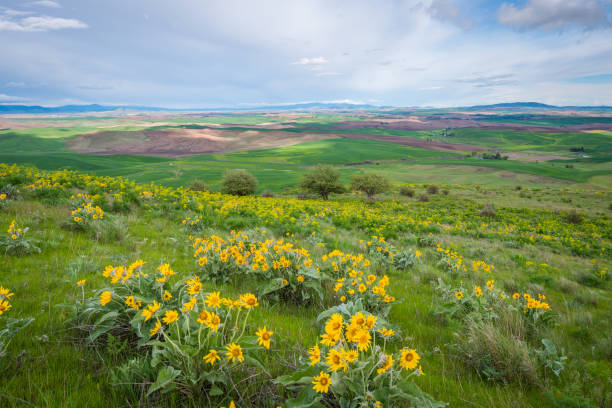 istock Wildflowers on Steptoe Butte state park, spring, Eastern Washington 1279496147