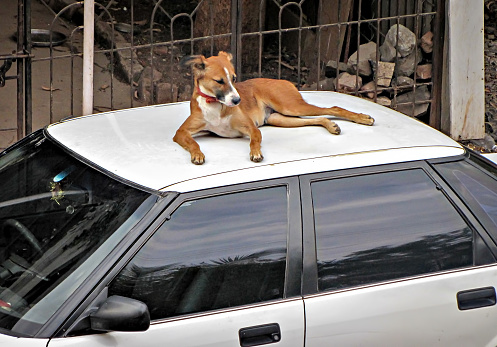 A brown female street dog relaxing on the top of white car.