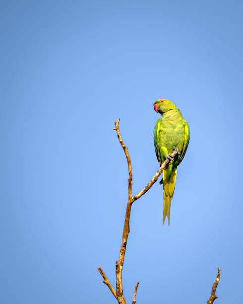 istock Indian ring-necked parakeet(Psittacula krameri) parrot sitting on dry tree branch with clear blue sky background. 1279497023