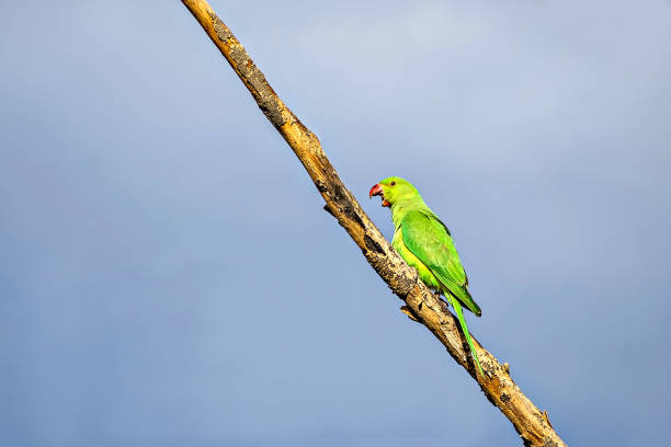istock Indian ring-necked parakeet(Psittacula krameri) parrot sitting on dry tree branch with clear blue sky background. 1279497047