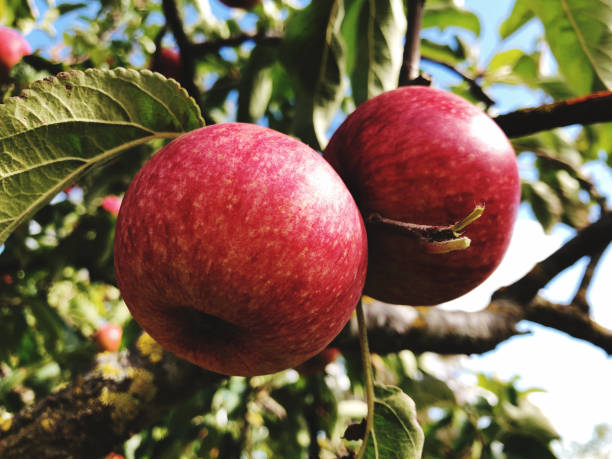 istock Red apples in the sun 1279498586