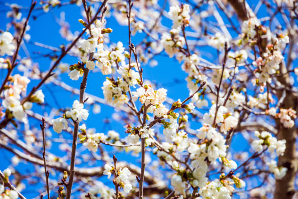 istock Elegant flowering of an olive tree 1279498729