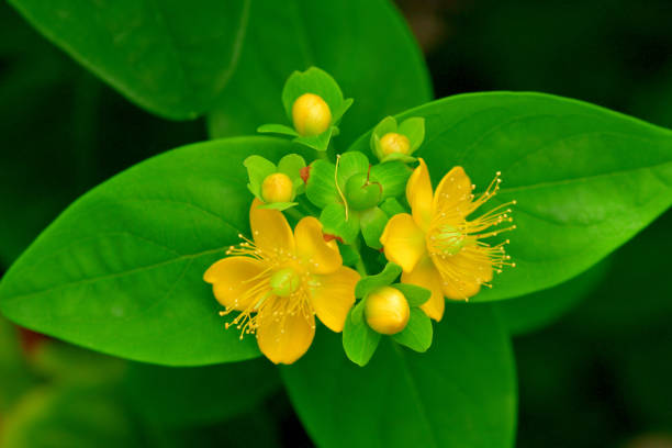 istock Hypericum androsaemum / Tutsan / Sweet-amber: Flower & Fruit 1279499608