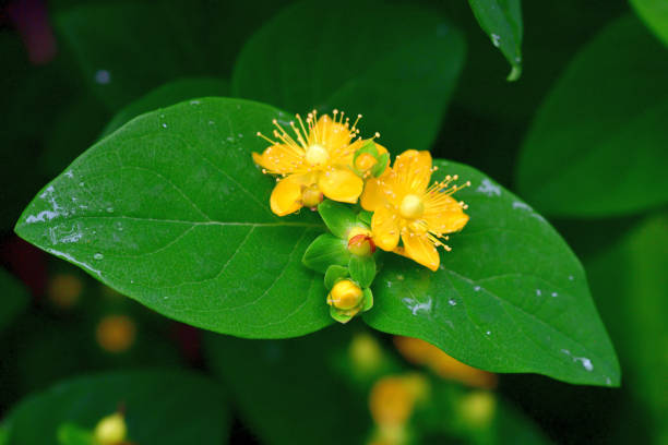 istock Hypericum androsaemum / Tutsan / Sweet-amber: Flower & Fruit 1279499645