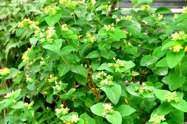 istock Hypericum androsaemum / Tutsan / Sweet-amber: Flower & Fruit 1279499689