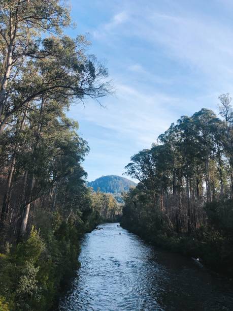 istock the beautiful river in Tasmania, Australia 1279500825