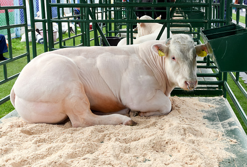 Bull of breed Belgian blue, resting in a stall at an agriculture exhibition