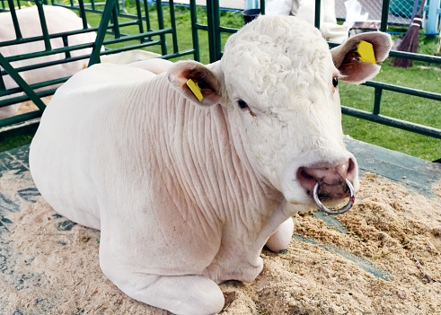 a charolais bull stands in a stall at a cow show