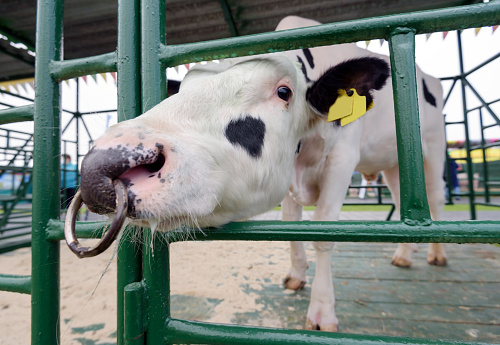 Close-up of the muzzle of a bull standing in a stall in the open air. Meat and milk production