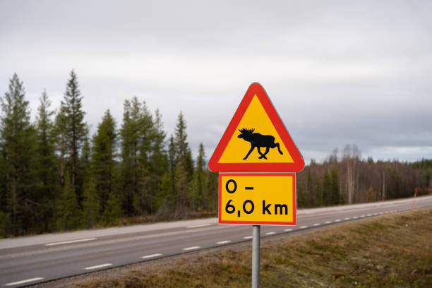 istock Beware of moose sign in Sweden 1279501321