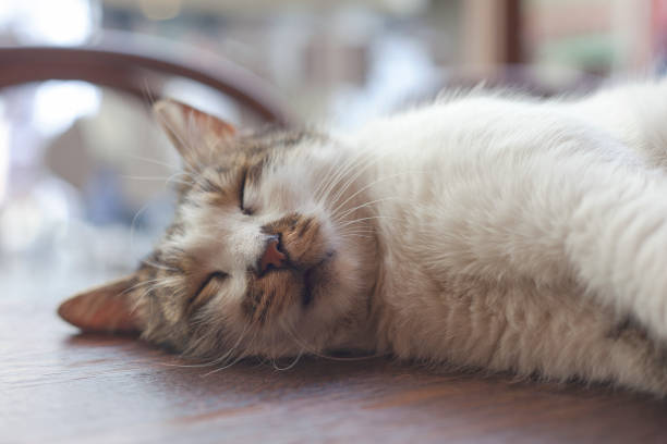 istock Kitten sleeping stock photo 1279502153