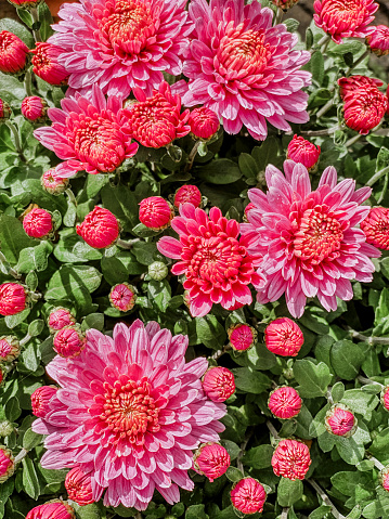 Close-up of beautiful chrysanthemum flowers blooming in autumn.
