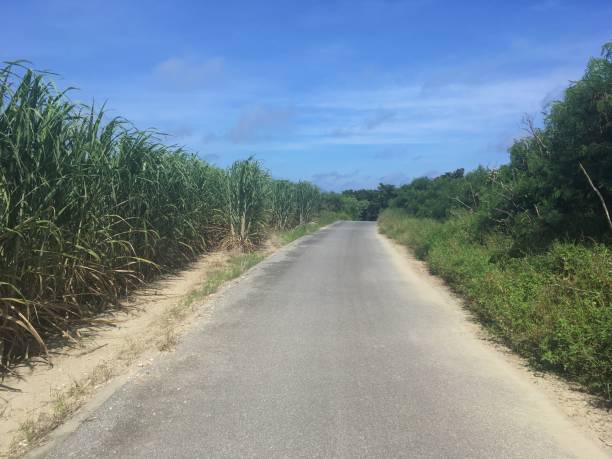 istock Beautiful scenery in Okinawa 1279502281