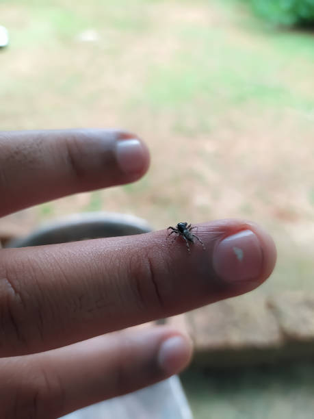 istock closeup view of a small spider isolated on human finger 1279502627