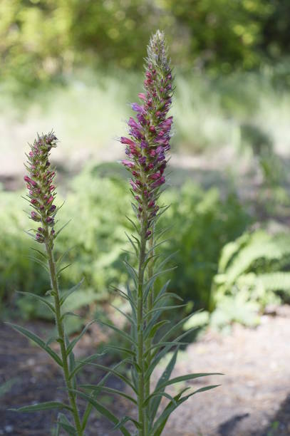 istock Echium russicum with red flowers 1279504760