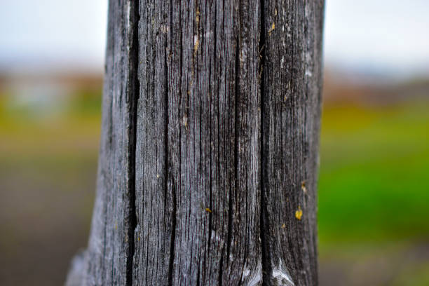 istock Rotten gray log vertically against the sky 1279506199