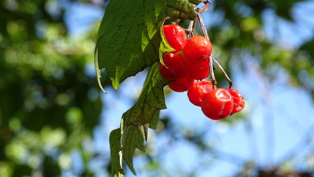 istock A bunch of red ripe viburnum berries on a tree. Fall. 1279506223