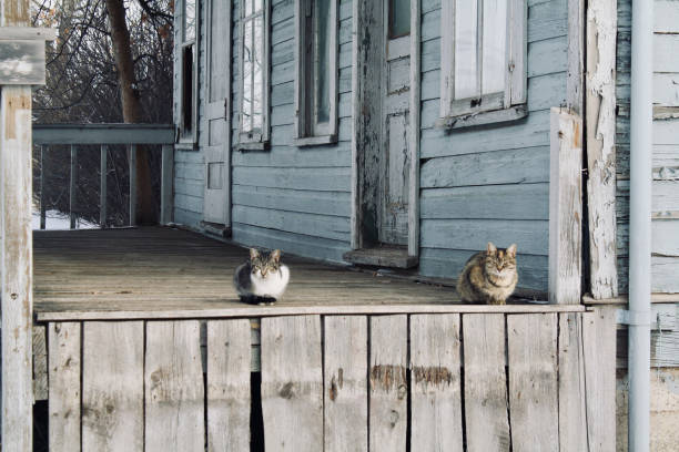 Cats of Rowley