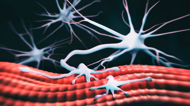 neuromuskuläre kreuzung - neuroscience nerve cell nerve fiber dendrite stock-fotos und bilder