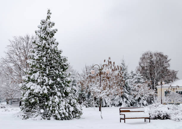 istock trees covered with white snow on a winter cloudy day, 1279507584