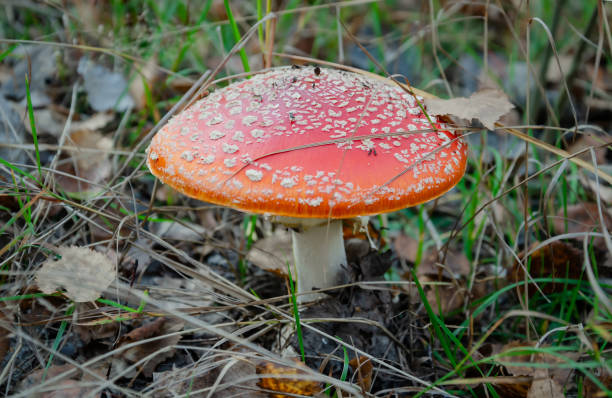 istock fly agaric mushroom with red cap in autumn forest 1279507619